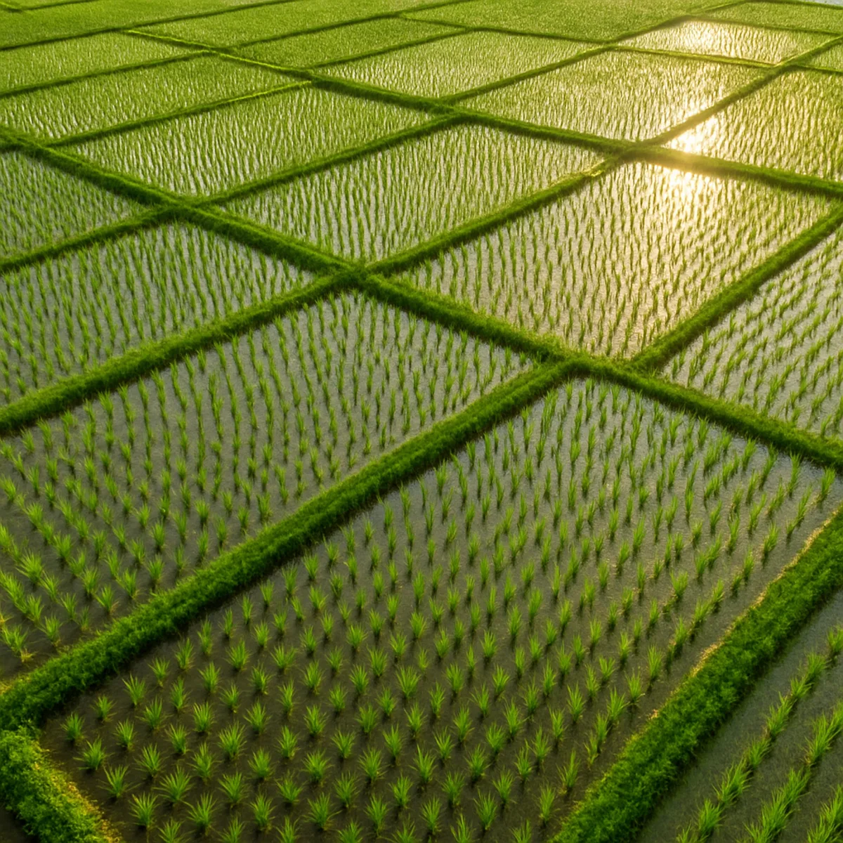 Green paddy fields divided by winding pathways, seen from above
